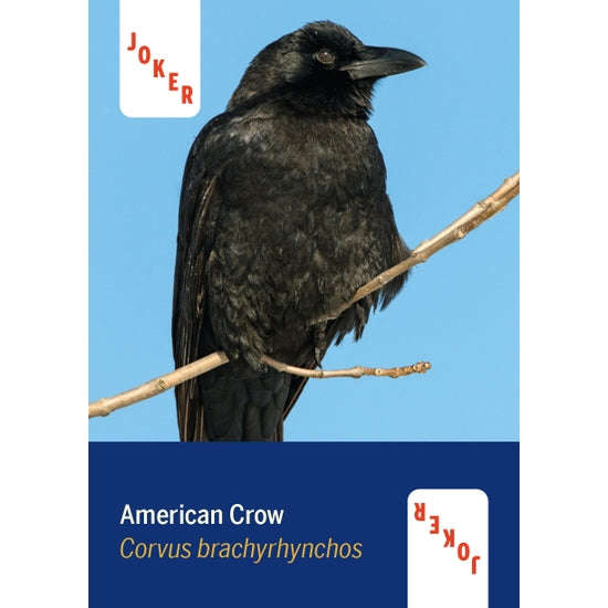 1108-birds-of-north-america-playing-cards-1.jpg