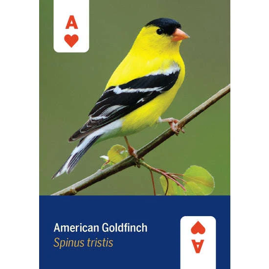 1108-birds-of-north-america-playing-cards-1.jpg