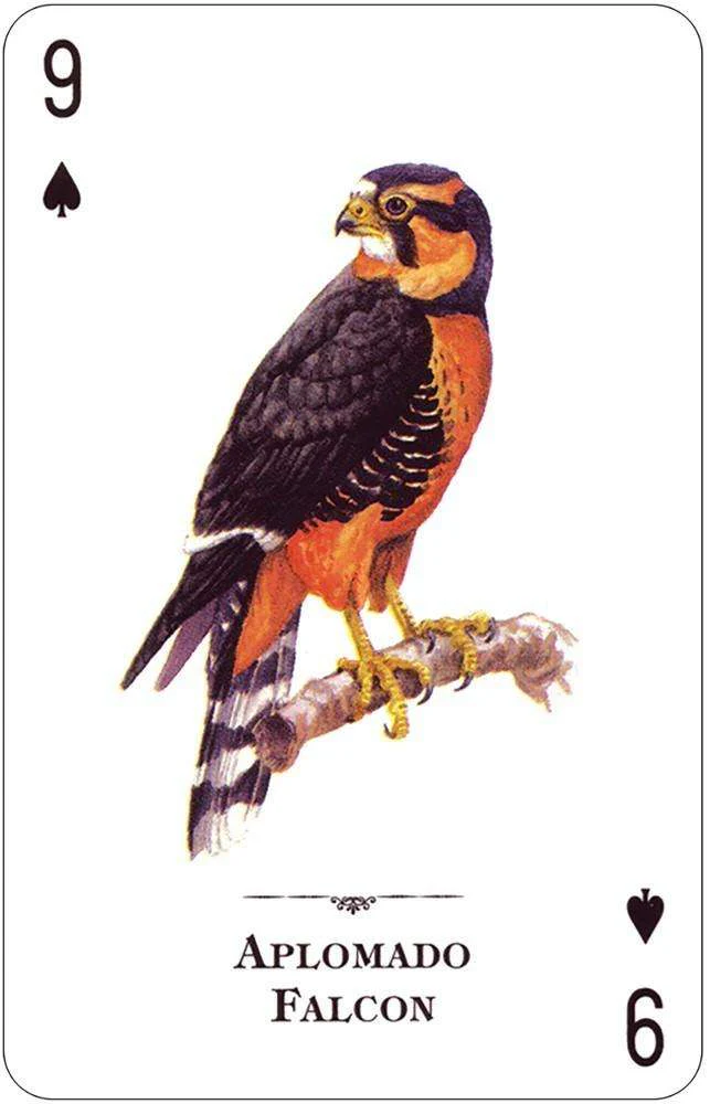 1109-birds-of-prey-of-the-natural-world-playing-cards-usgs-1.jpg