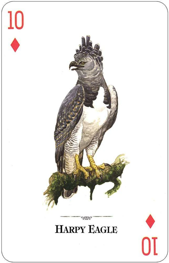 1109-birds-of-prey-of-the-natural-world-playing-cards-usgs-1.jpg