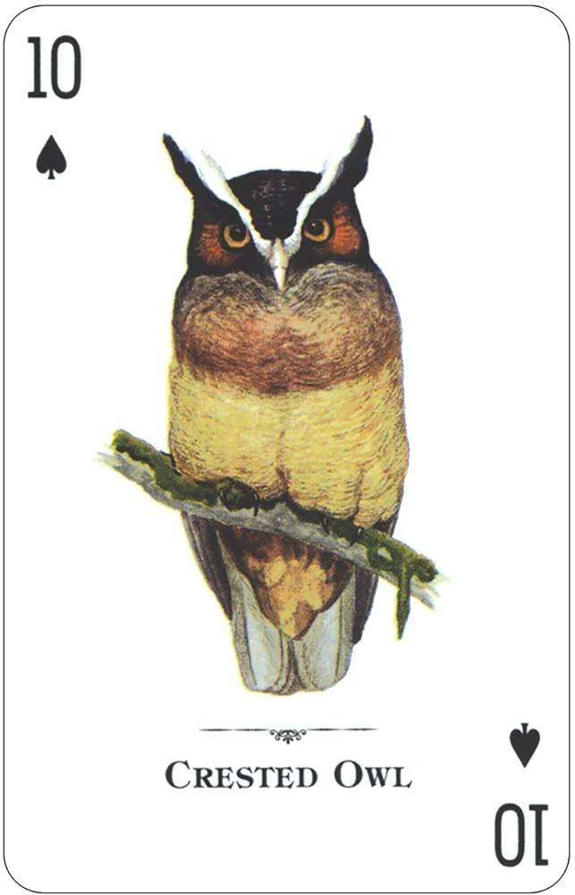 1109-birds-of-prey-of-the-natural-world-playing-cards-usgs-1.jpg