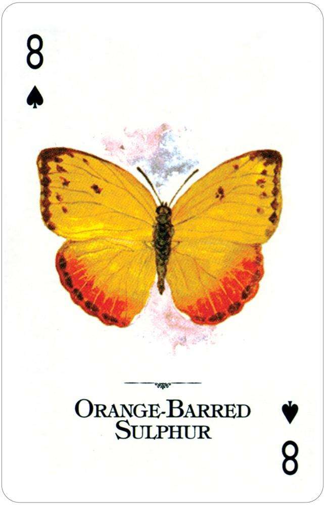 1340-butterflies-of-the-natural-world-playing-cards-usgs-1.jpg