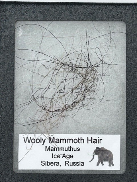 200-wooly-mammoth-hair-1.webp