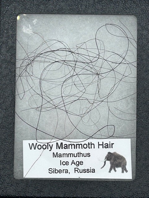 201-wooly-mammoth-hair-1.webp