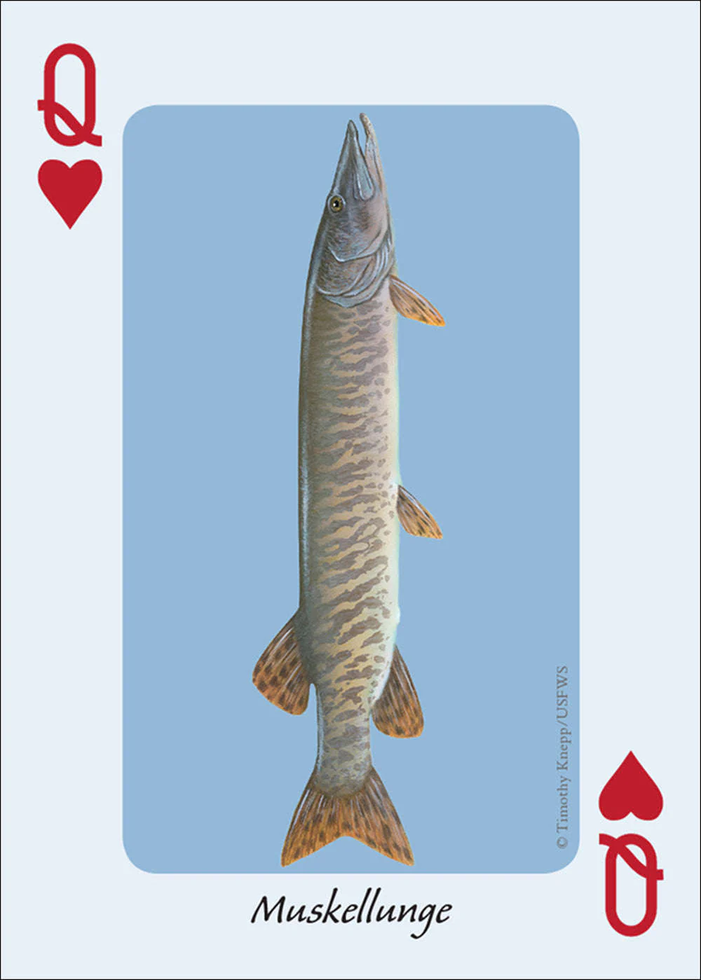 2756-fish-of-the-midwest-playing-cards-1.jpg