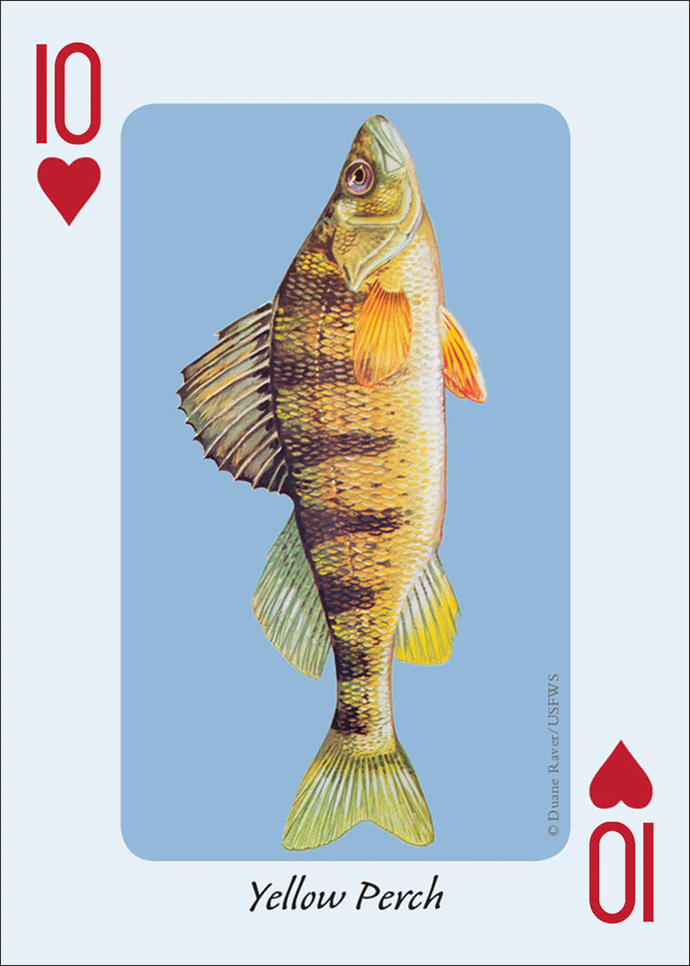 2756-fish-of-the-midwest-playing-cards-1.jpg