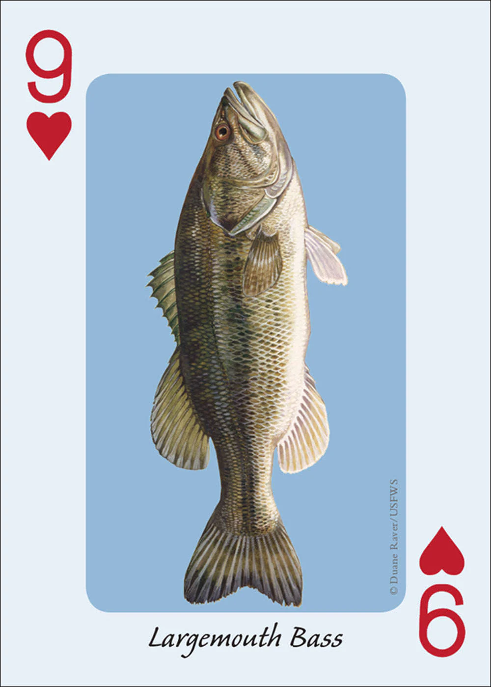 2756-fish-of-the-midwest-playing-cards-1.jpg