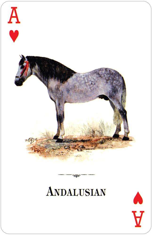 3438-horses-of-the-natural-world-playing-cards-usgs-1.jpg