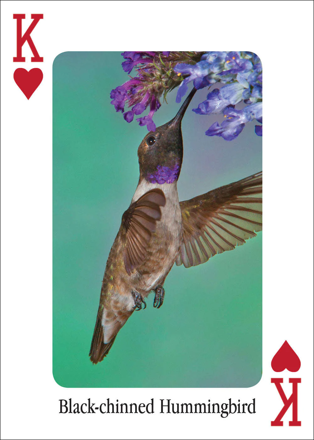 3478-hummingbirds-playing-cards-1.jpg