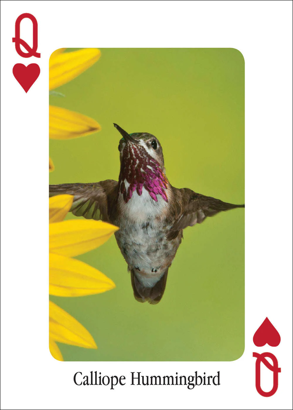 3478-hummingbirds-playing-cards-1.jpg