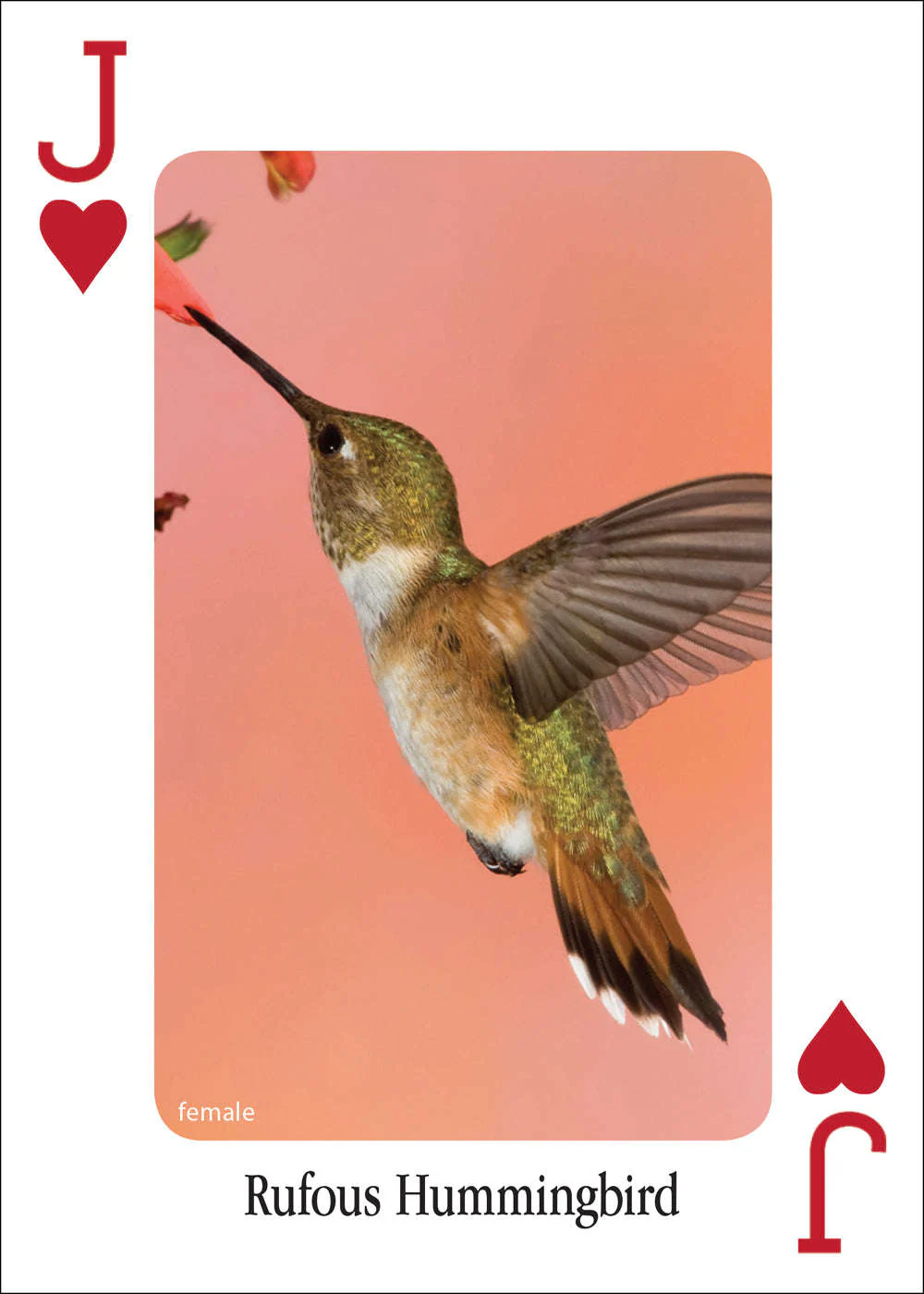 3478-hummingbirds-playing-cards-1.jpg