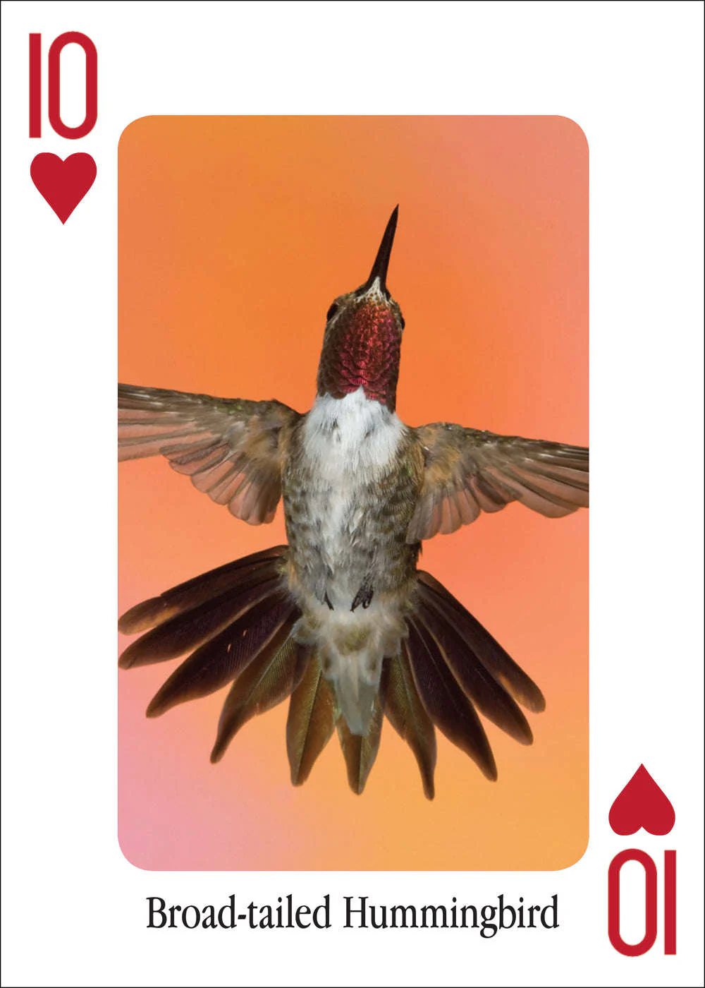 3478-hummingbirds-playing-cards-1.jpg