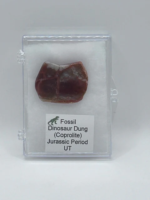 Jurassic Coprolite â Fossilized Dinosaur Dung