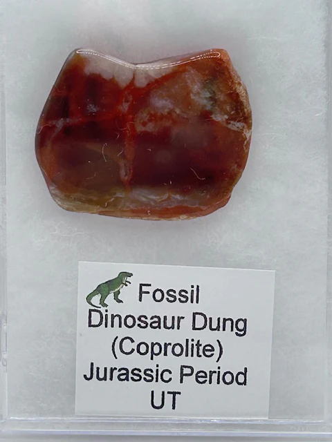 Jurassic Coprolite â Fossilized Dinosaur Dung