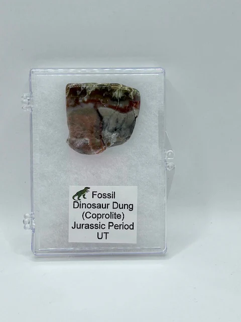 Jurassic Coprolite â Fossilized Dinosaur Dung