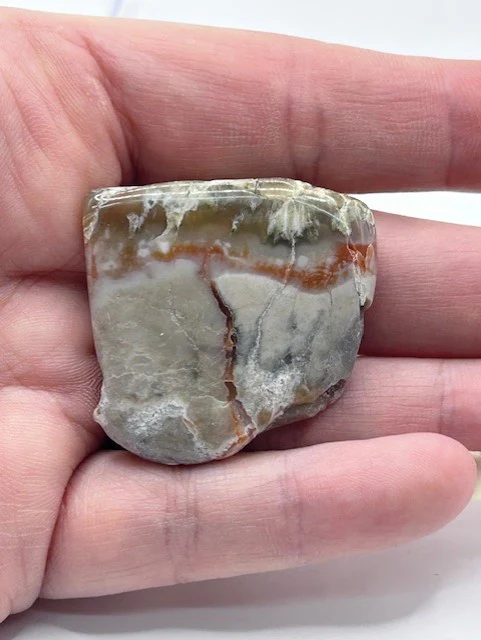 3764-jurassic-coprolite-fossilized-dinosaur-dung-1.webp