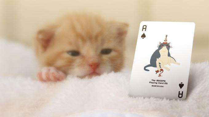 4450-meow-star-cat-playing-cards-uspcc-1.jpg
