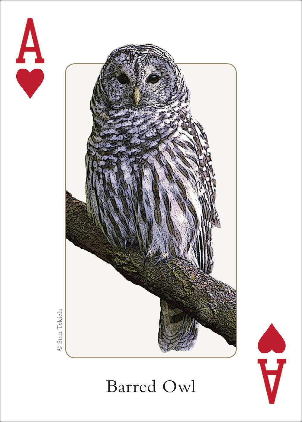 4498-midwest-birds-playing-cards-1.jpg