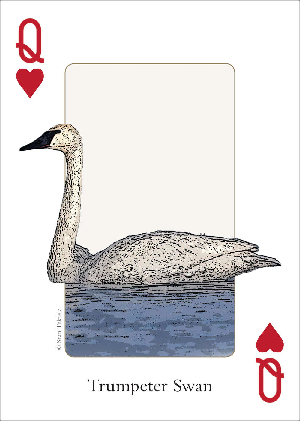 4498-midwest-birds-playing-cards-1.jpg