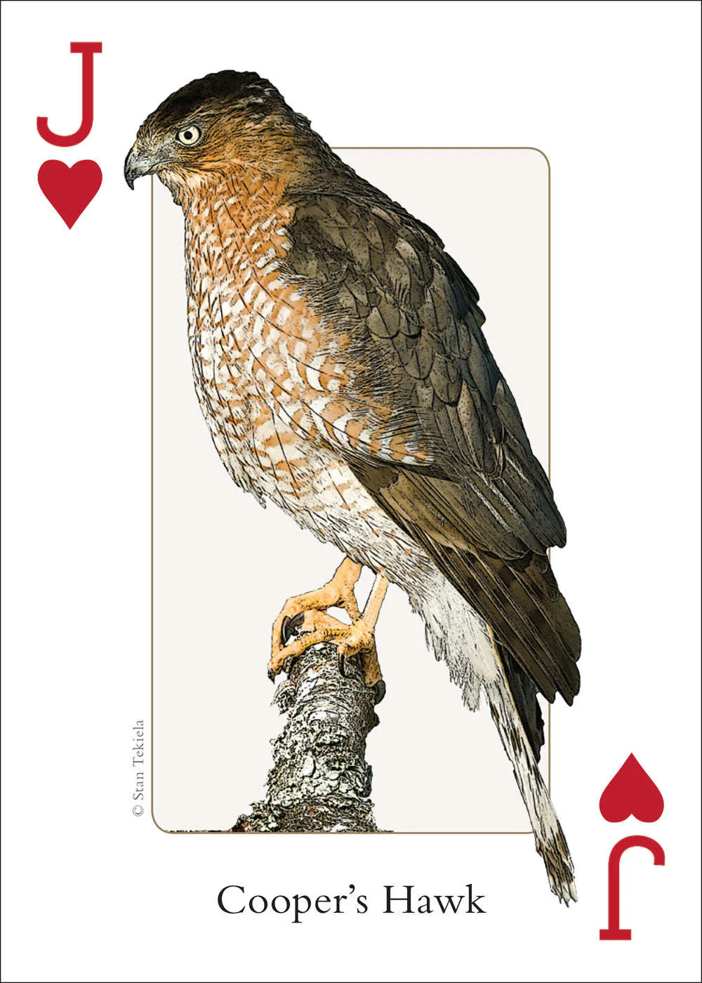 4498-midwest-birds-playing-cards-1.jpg