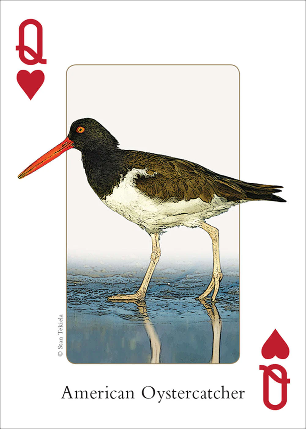 4938-northeast-birds-playing-cards-1.jpg