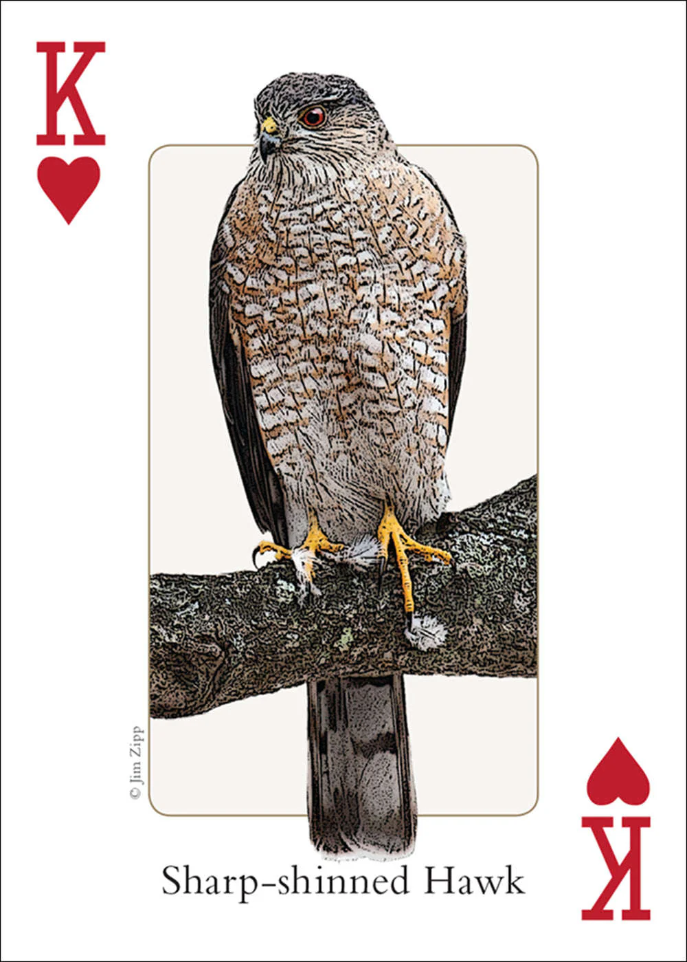 4938-northeast-birds-playing-cards-1.jpg
