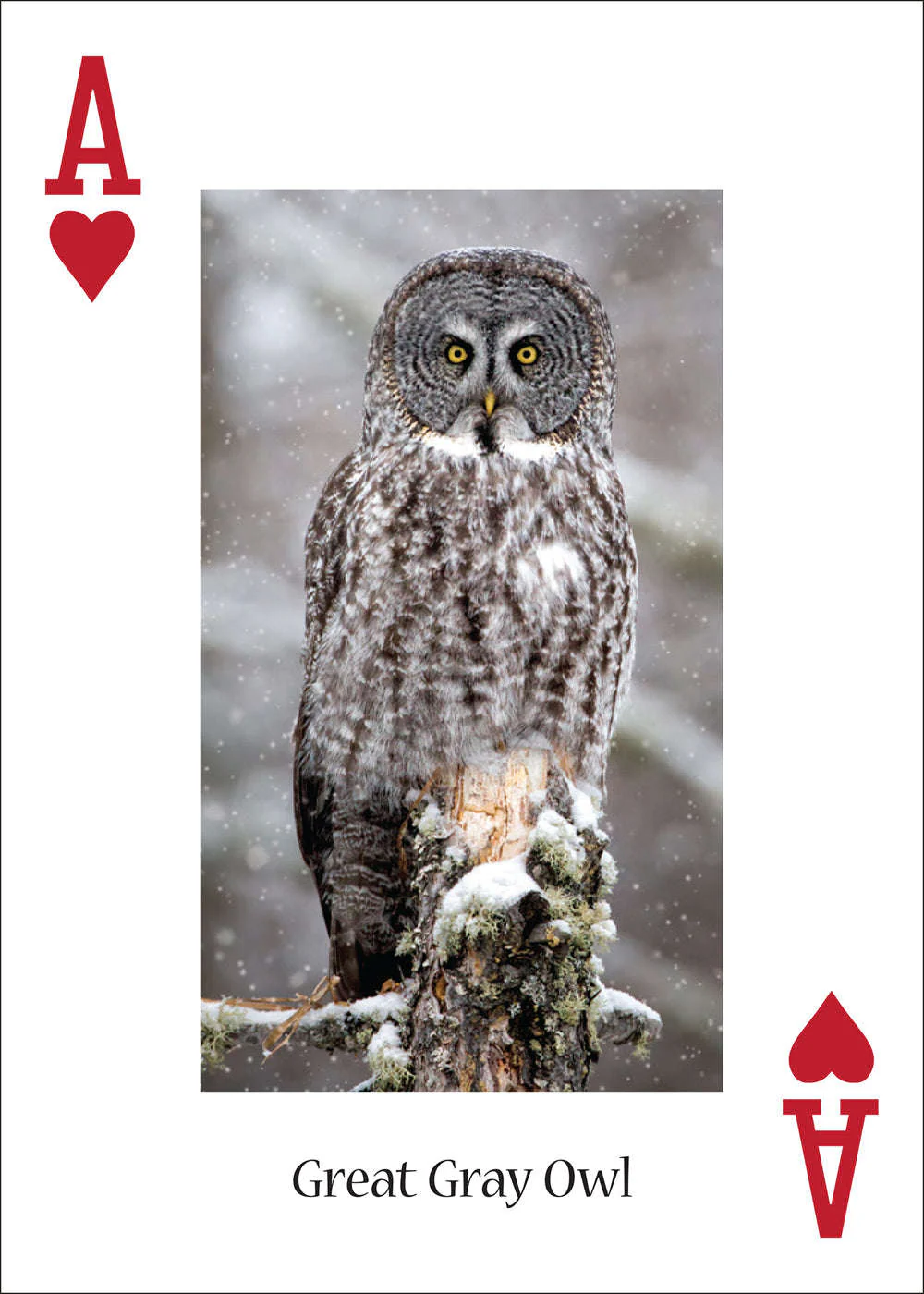 5181-owls-playing-cards-1.jpg