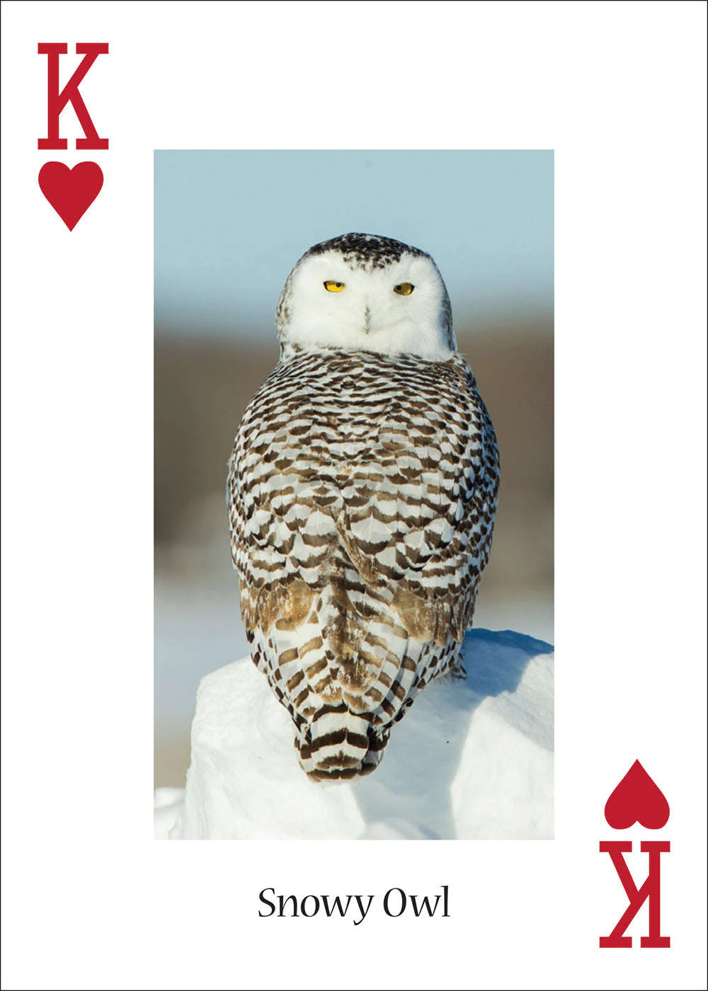 5181-owls-playing-cards-1.jpg