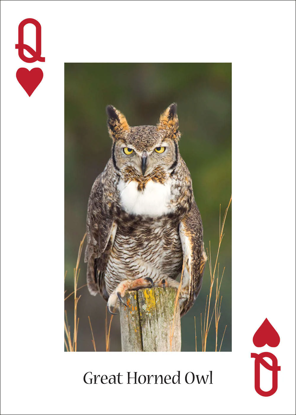 5181-owls-playing-cards-1.jpg