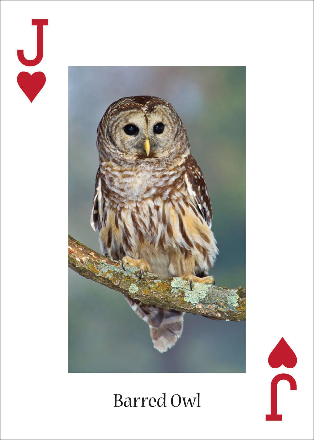5181-owls-playing-cards-1.jpg