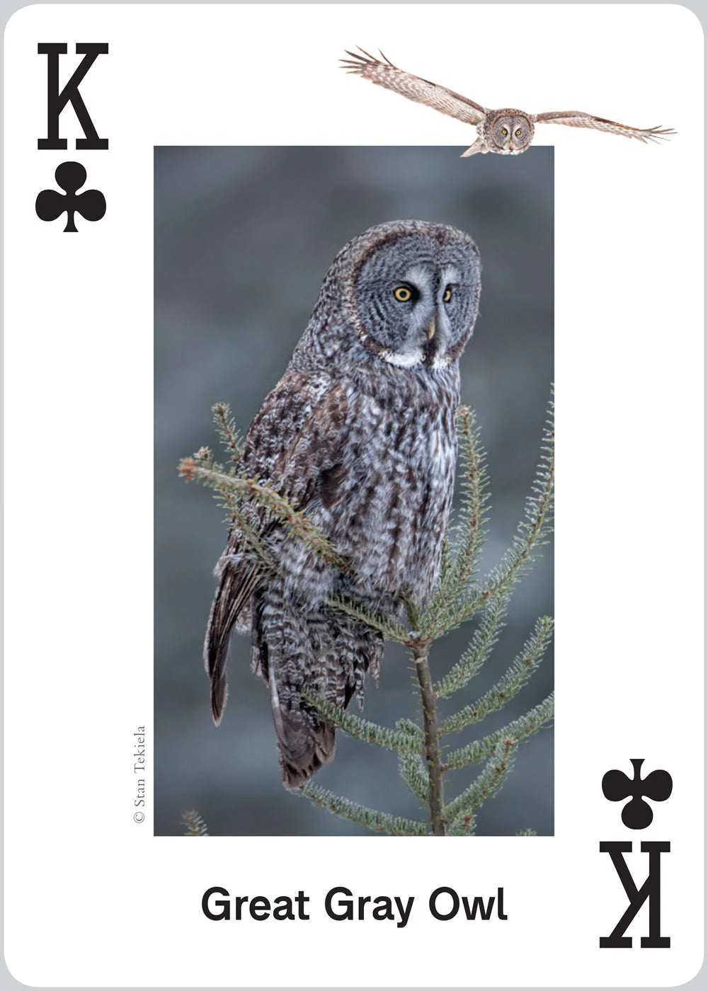 5638-raptors-playing-cards-1.jpg