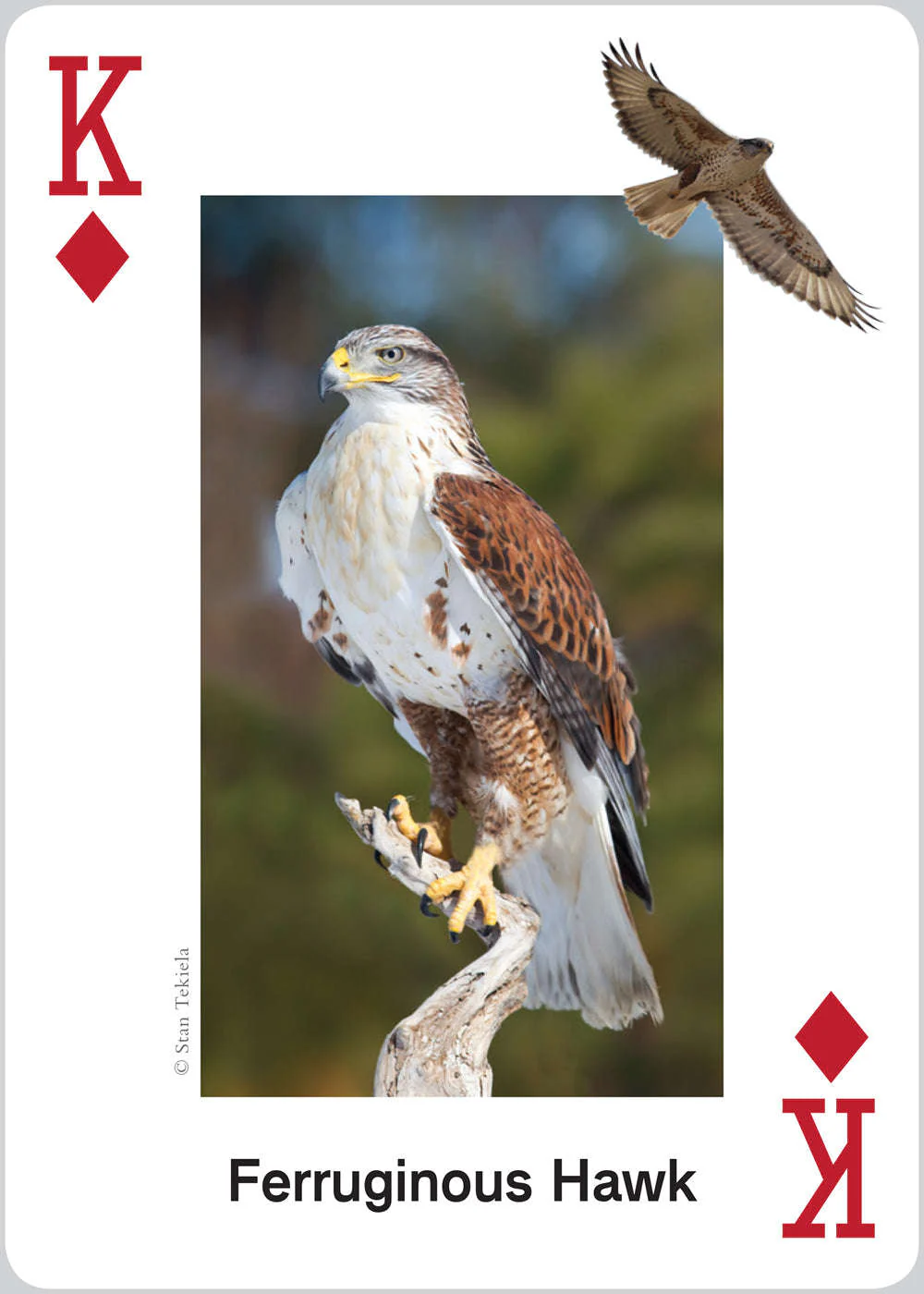 5638-raptors-playing-cards-1.jpg