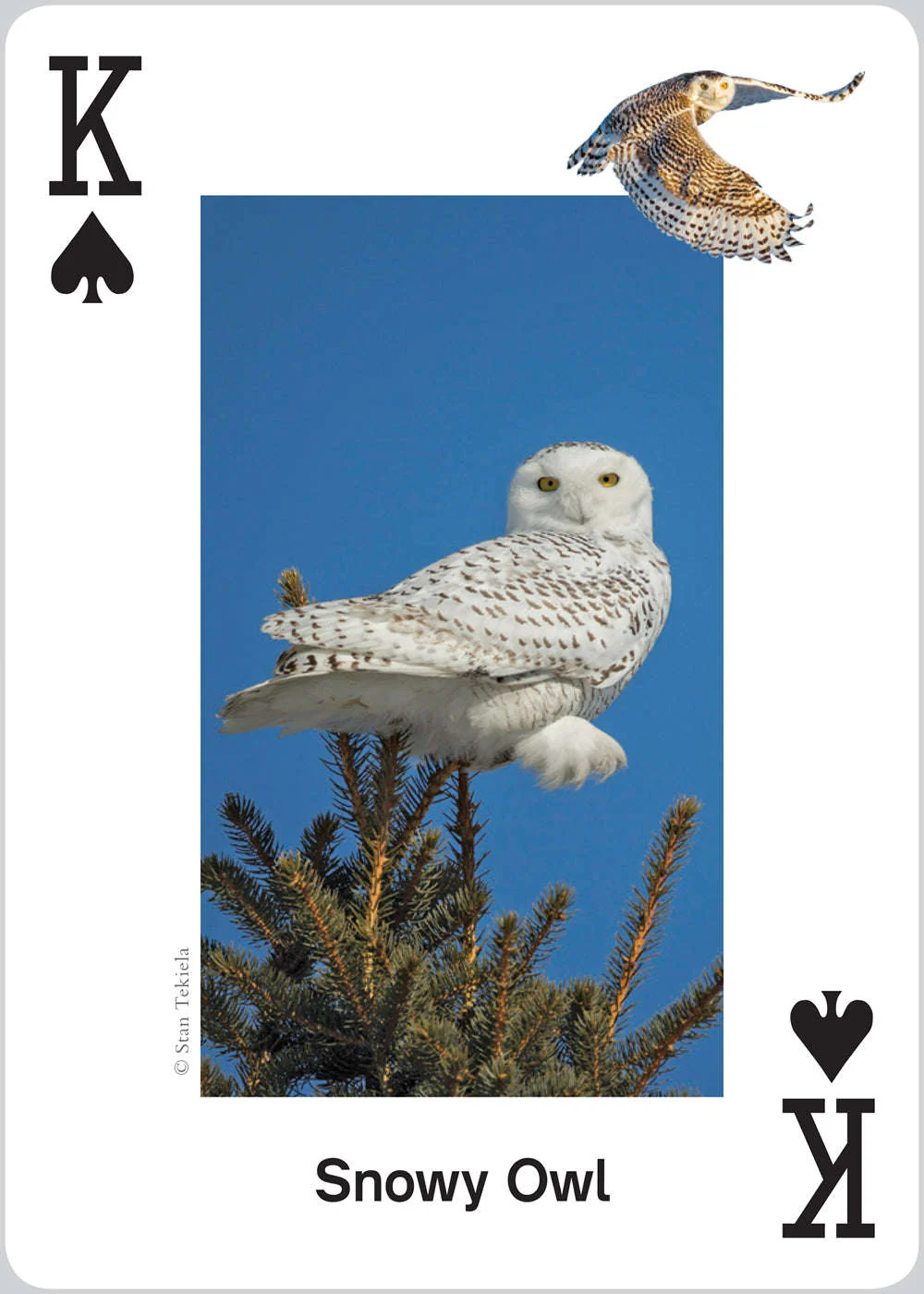 5638-raptors-playing-cards-1.jpg