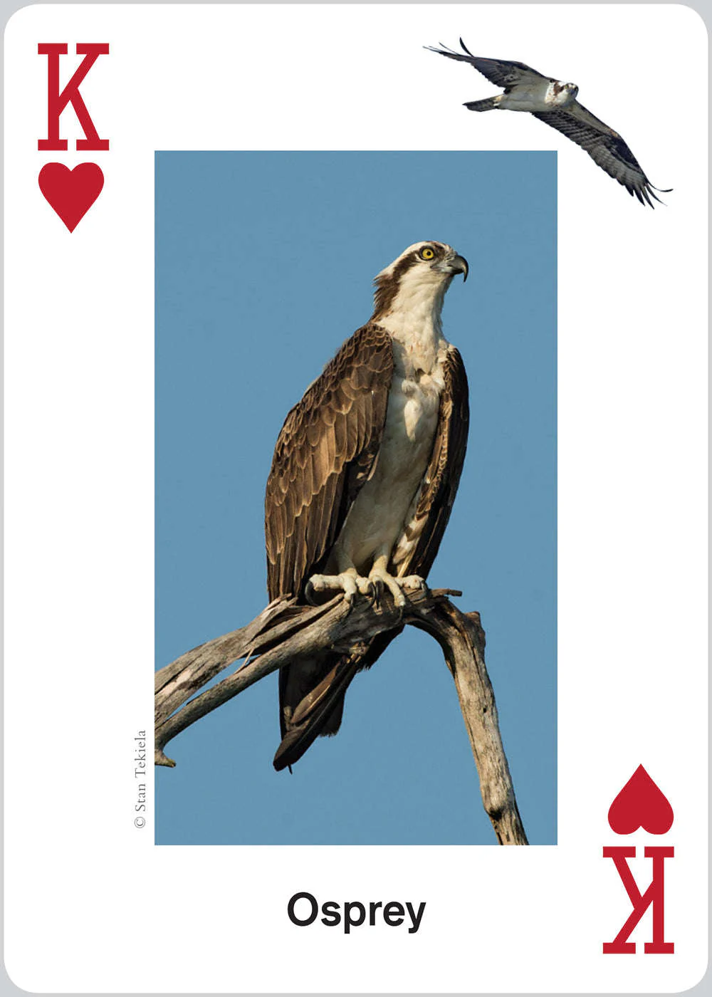 5638-raptors-playing-cards-1.jpg