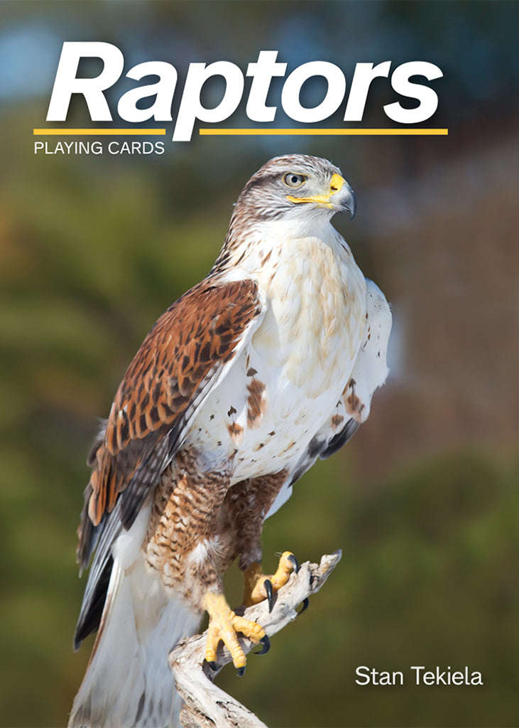 5638-raptors-playing-cards-1.jpg