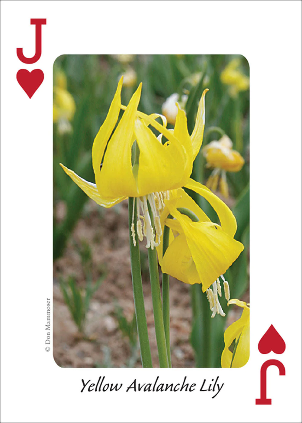 5808-rocky-mountain-wildflowers-playing-cards-1.jpg
