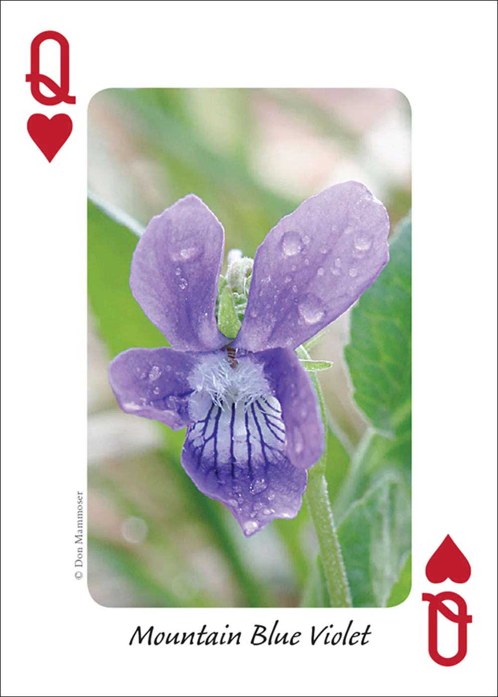 5808-rocky-mountain-wildflowers-playing-cards-1.jpg