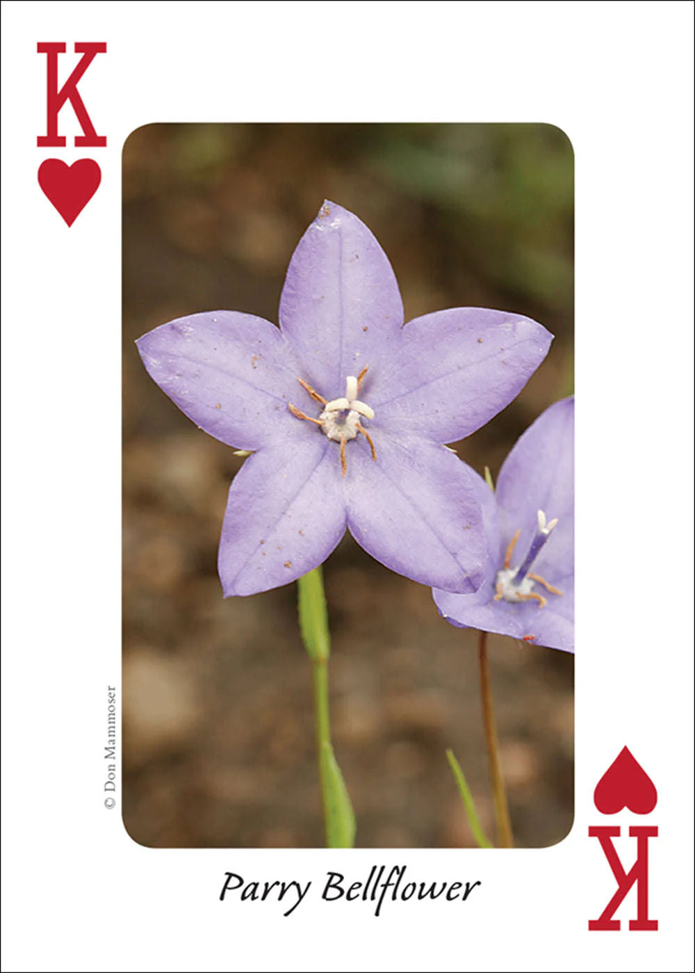 5808-rocky-mountain-wildflowers-playing-cards-1.jpg