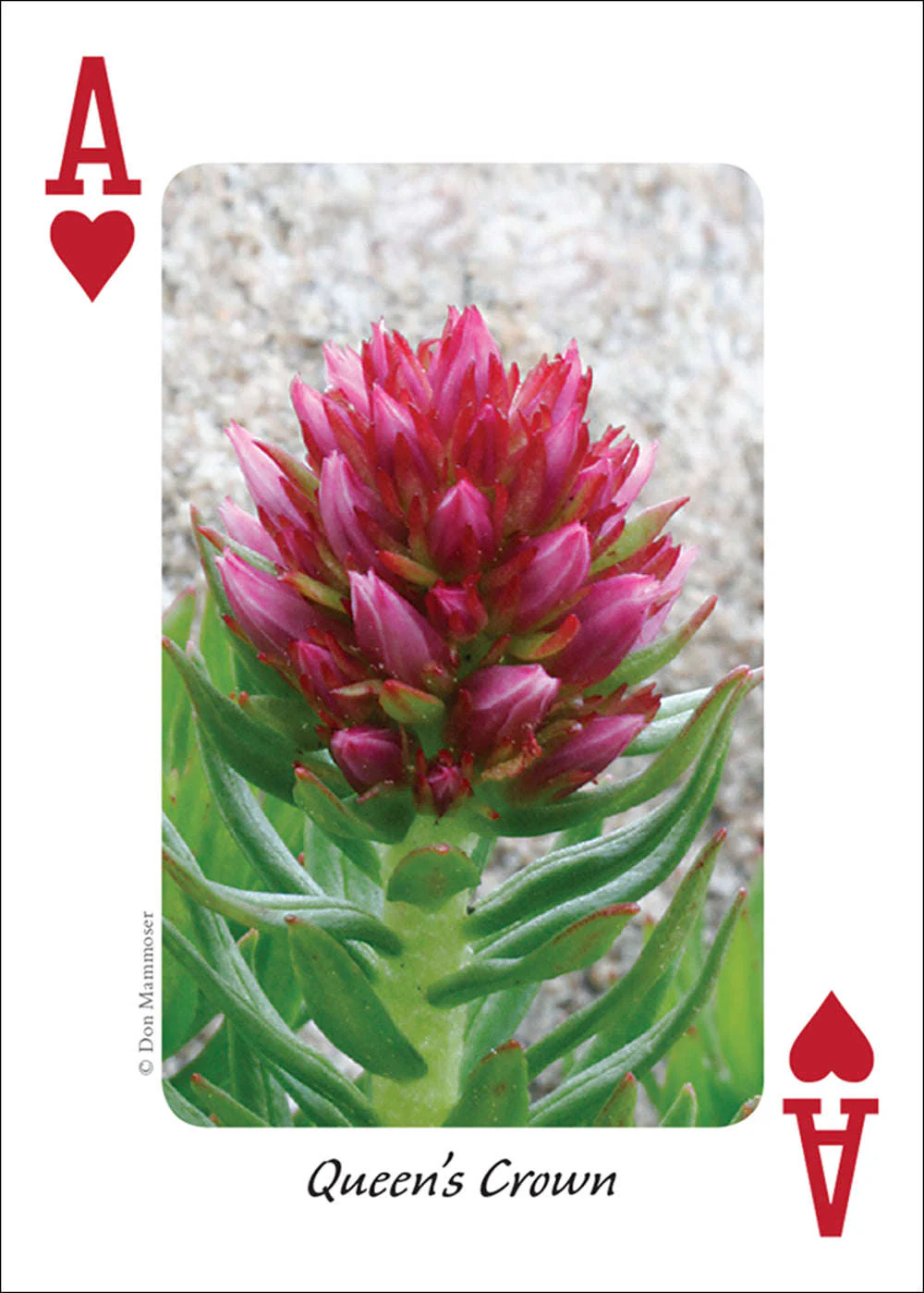 5808-rocky-mountain-wildflowers-playing-cards-1.jpg
