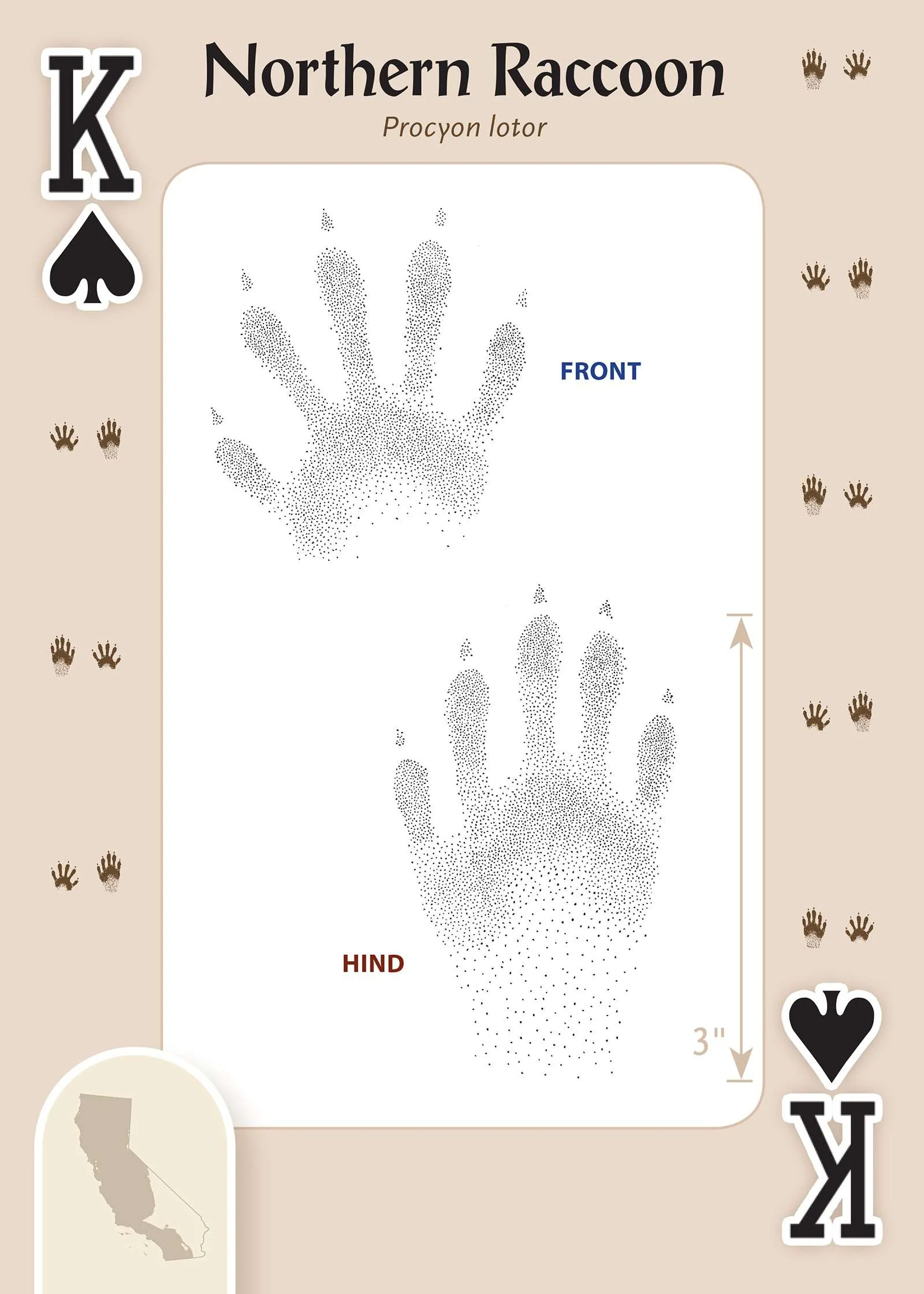 619-animal-tracks-of-california-playing-cards-1.jpg