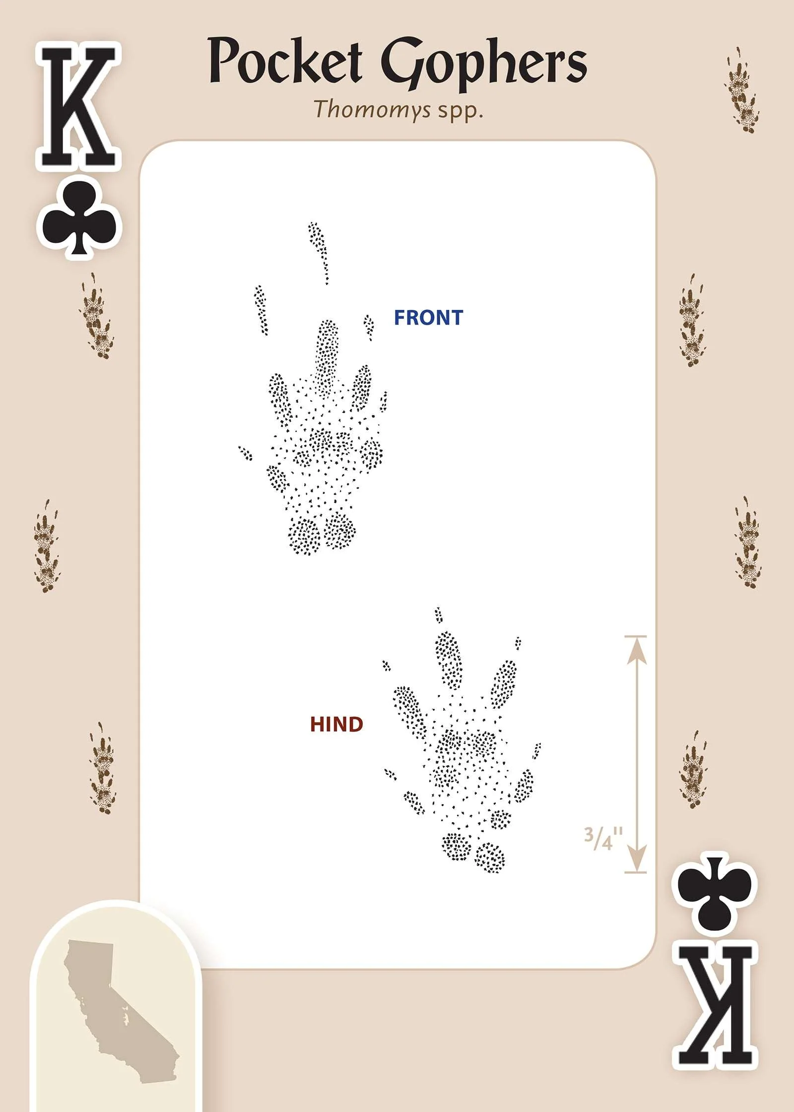 619-animal-tracks-of-california-playing-cards-1.jpg