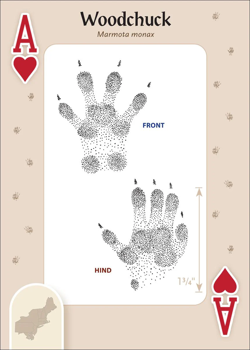 621-animal-tracks-of-the-northeast-playing-cards-1.webp
