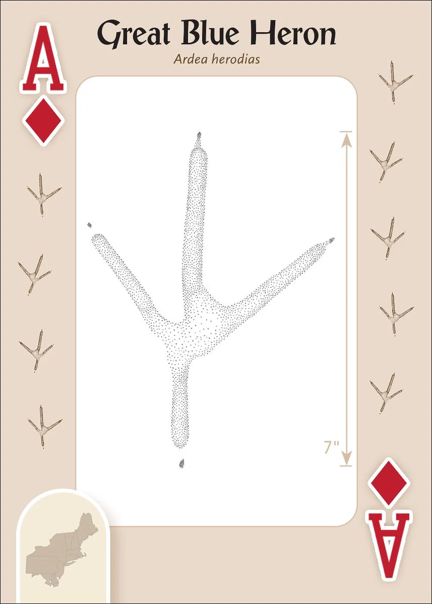 621-animal-tracks-of-the-northeast-playing-cards-1.webp