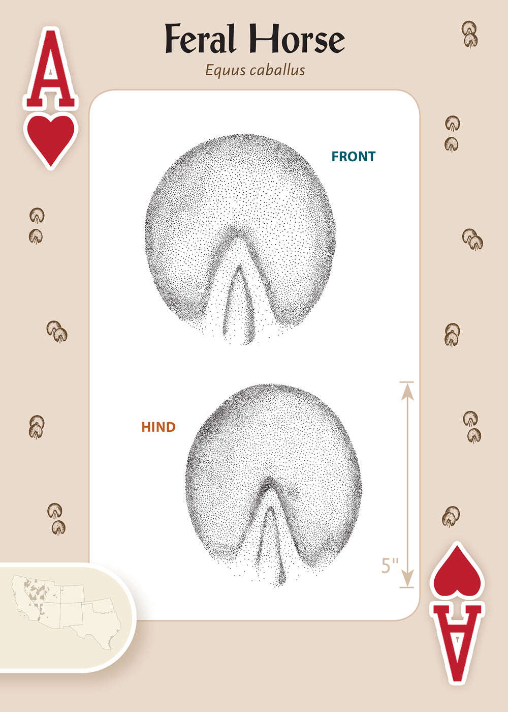 624-animal-tracks-of-the-southwest-playing-cards-1.jpg