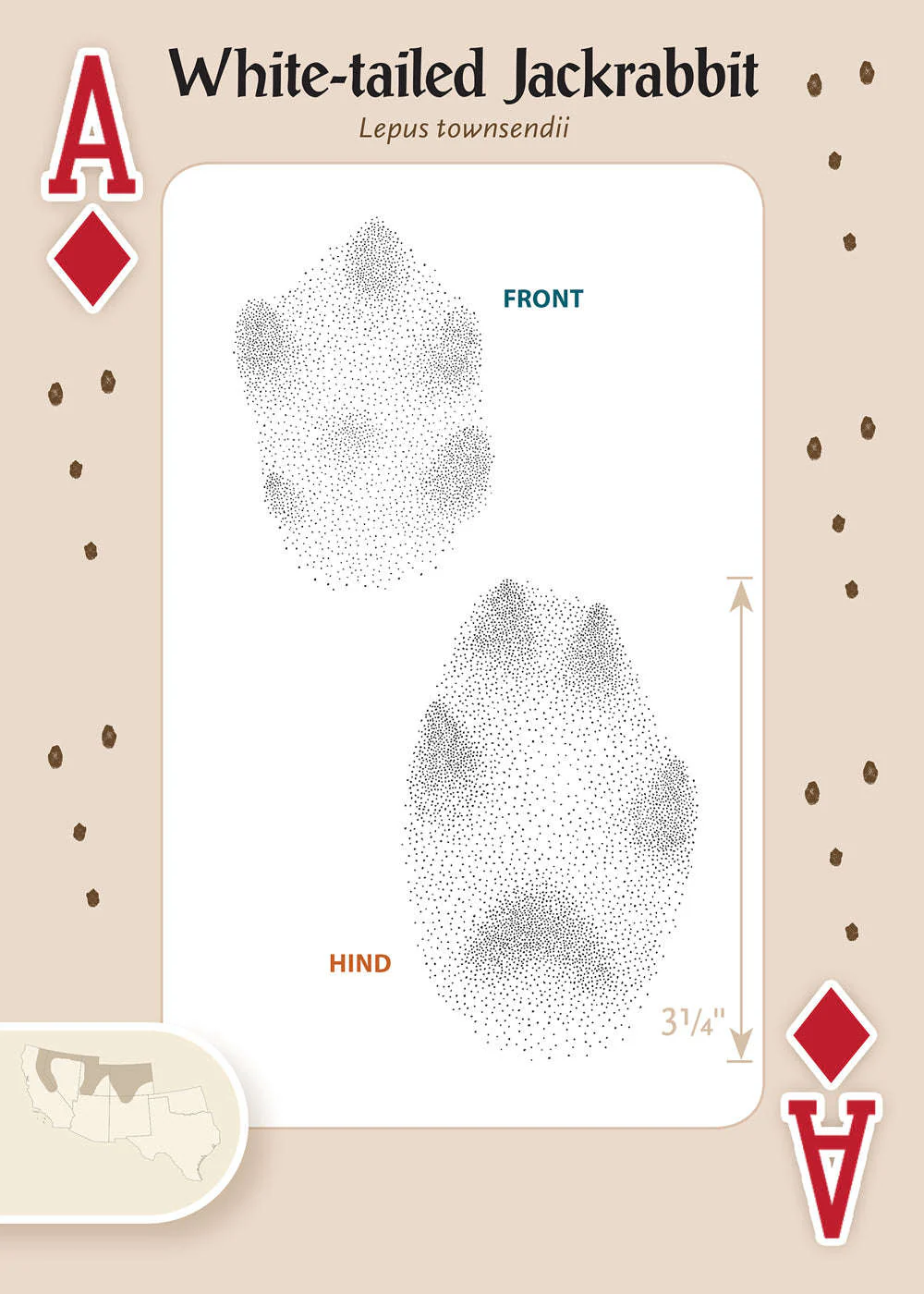 624-animal-tracks-of-the-southwest-playing-cards-1.jpg