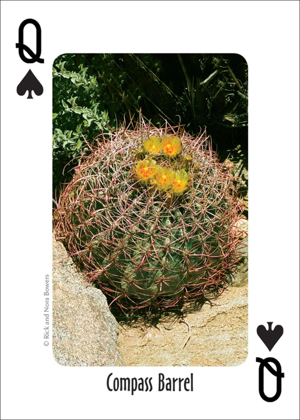 6305-southwest-cactus-playing-cards-1.jpg