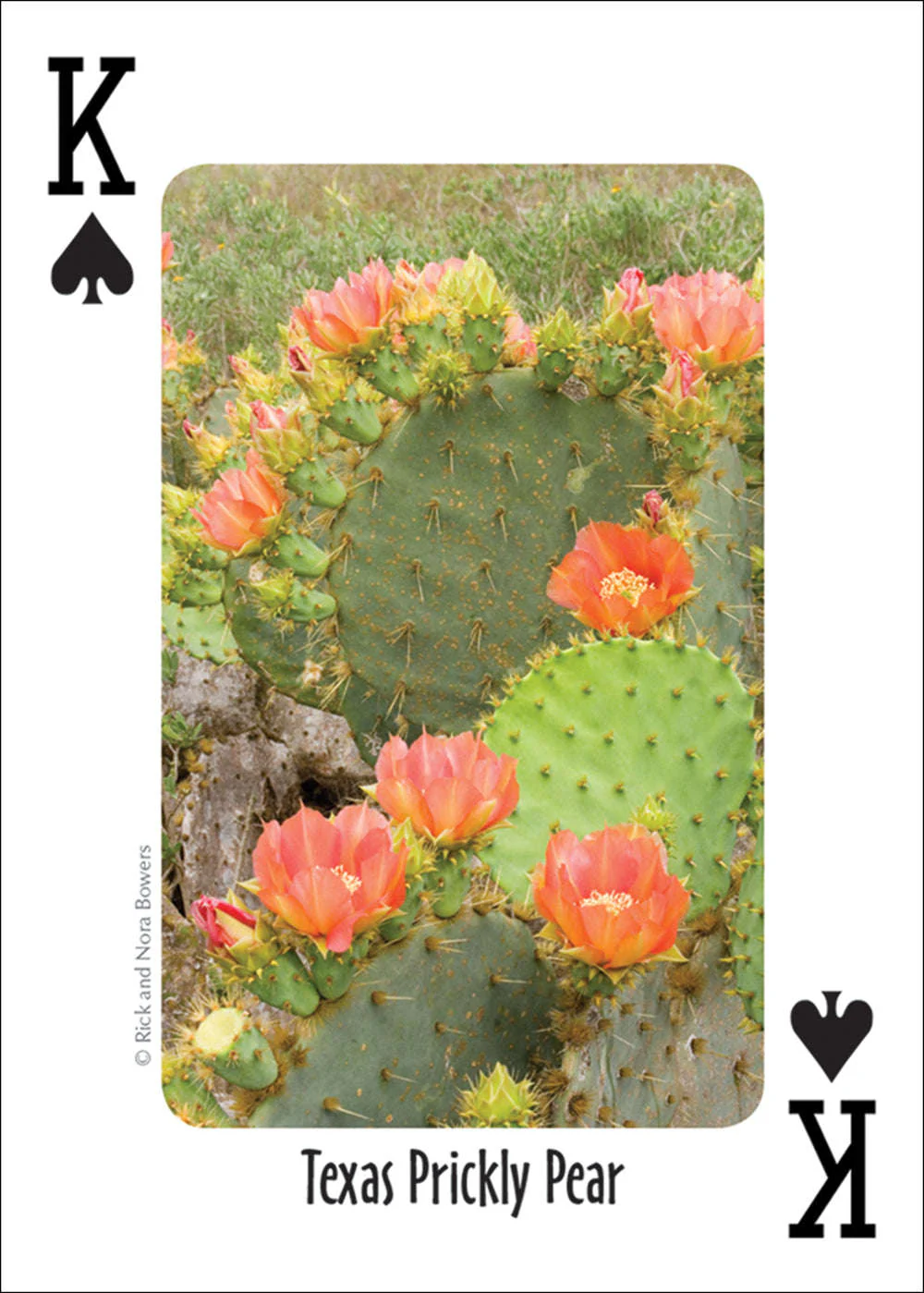 6305-southwest-cactus-playing-cards-1.jpg