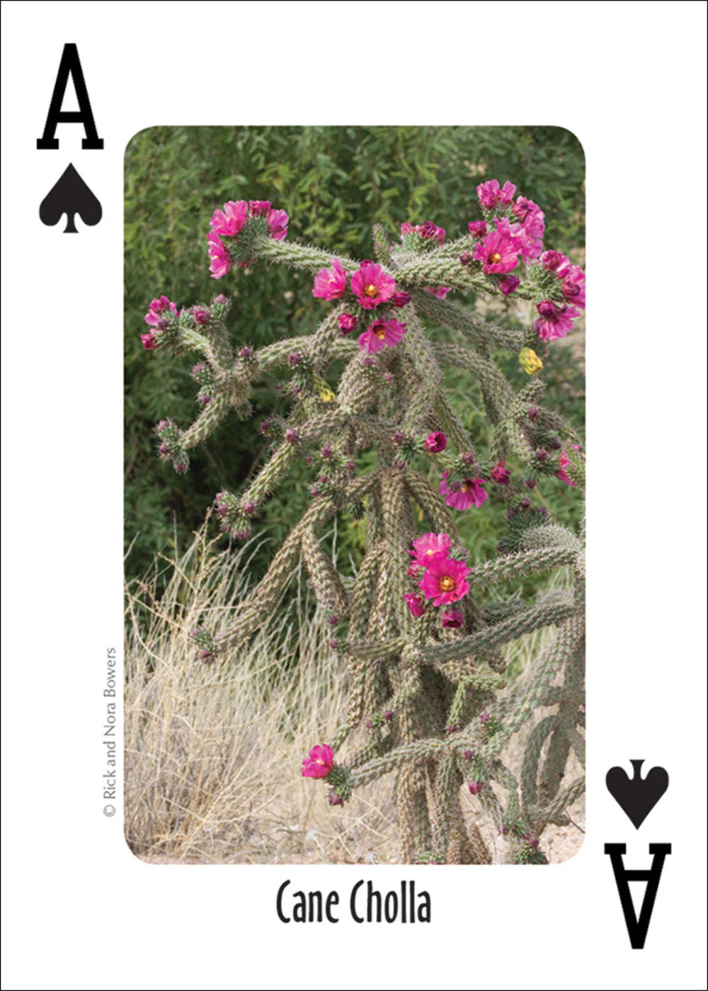 6305-southwest-cactus-playing-cards-1.jpg