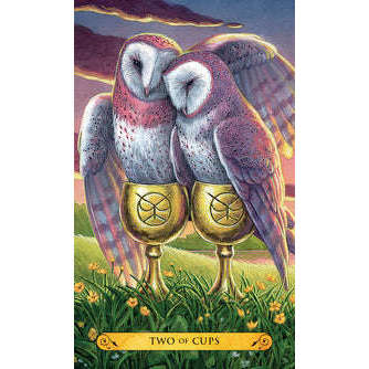 6768-tarot-of-the-owls-kit-decks-book-llewellyn-1.webp