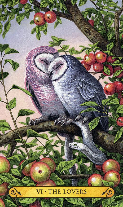 6769-tarot-of-the-owls-mini-deck-1.jpg